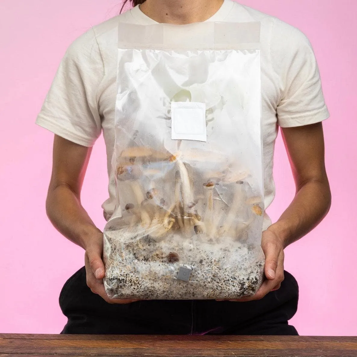 'ShroomTek'   Spore Boostr All-In-One Mushroom Grow Bag